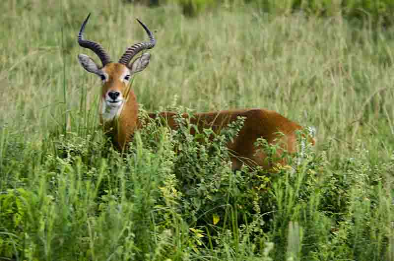 43 - Antilope Impala - parque nacional de las cataratas Murchison - Uganda